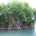 Gestion durable des ressources naturelles : Le projet Mangroves dresse son bilan à mi-parcours