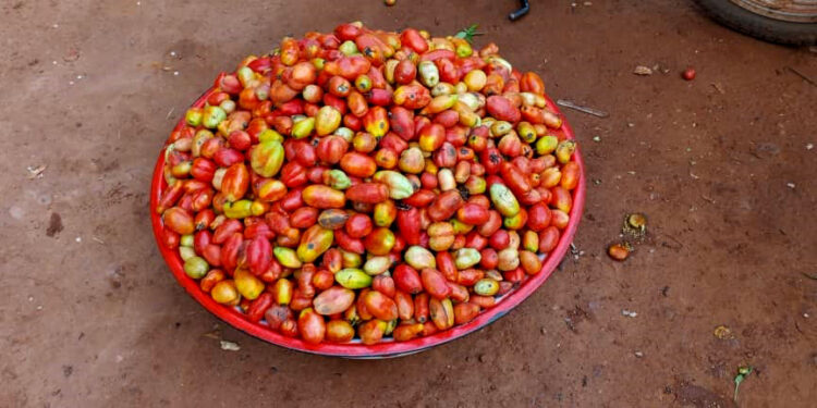 Tomate au Bénin : Entre abondance, incertitudes et lutte quotidienne des commerçantes