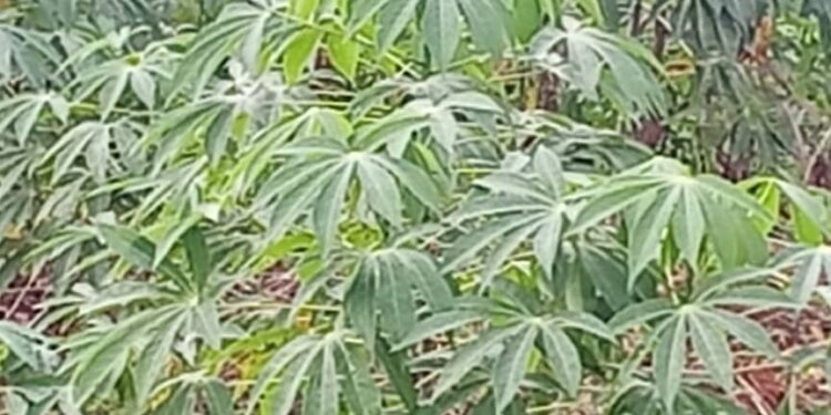 Feuille de manioc : Un trésor nutritionnel naturel transmis par nos mamans