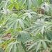 Feuille de manioc : Un trésor nutritionnel naturel transmis par nos mamans