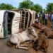 Accident à N’Dali : Un mort et plusieurs blessés après le renversement d’un véhicule