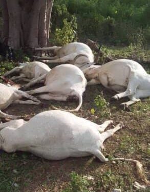 Bénin : huit bœufs périssent sous la foudre à Kalalé