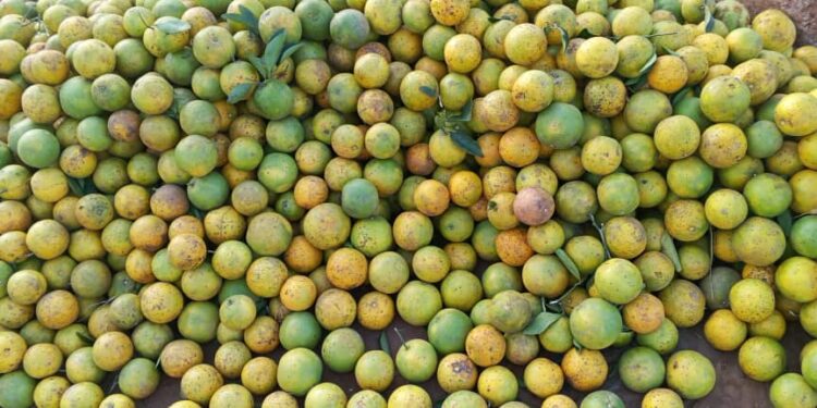 Commerce saisonnier d&rsquo;orange à Klouékanmè : Les revendeuses confrontées à la hausse des prix