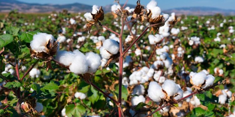 Production cotonnière : Le Bénin, leader en Afrique de l’Ouest