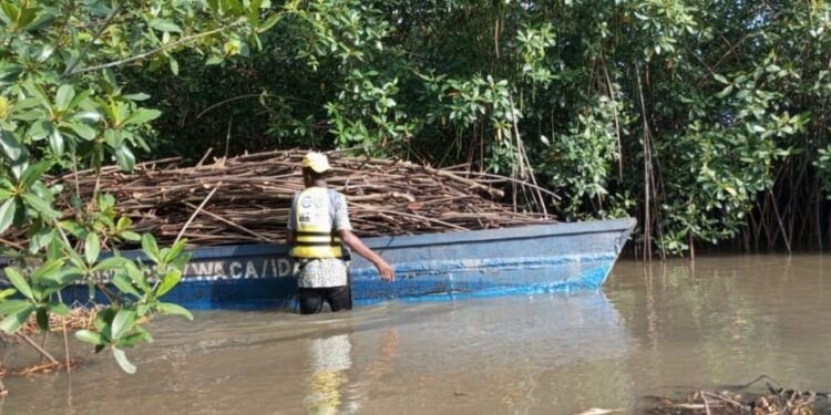 Mangroves au Bénin : Le pari de la restauration face à la pression climatique