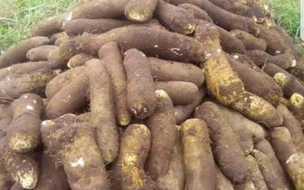 Tubercule d’igname : Une racine qui porte la mémoire du monde