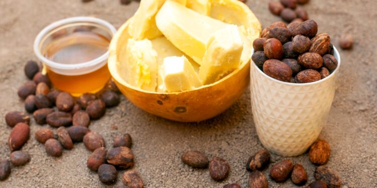 Commercialisation des amandes de karité : La campagne 2026-2027 officiellement ouverte