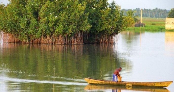 Mangroves au Bénin : Le réveil des communautés