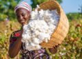 Agriculture : Mieux produire, mieux vendre et mieux rémunérer