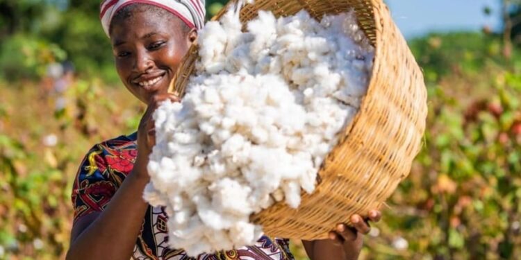 Agriculture : Mieux produire, mieux vendre et mieux rémunérer