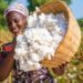 Agriculture : Mieux produire, mieux vendre et mieux rémunérer