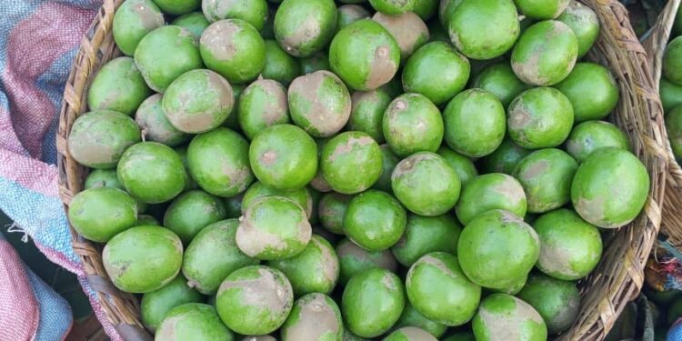 Pommier sauvage : Ce fruit qui fait le bonheur des populations