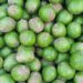 Pommier sauvage : Ce fruit qui fait le bonheur des populations