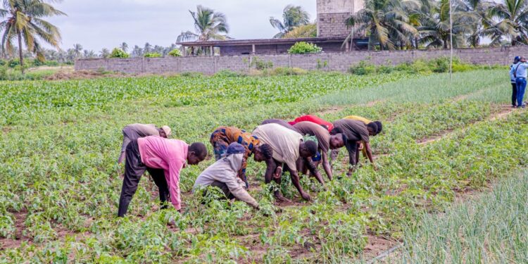 Agriculture : 2.000 producteurs ciblés par un programme pilote