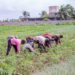 Agriculture : 2.000 producteurs ciblés par un programme pilote