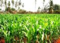 Agriculture : des producteurs de maïs reçoivent 50 000 Fcfa par hectare