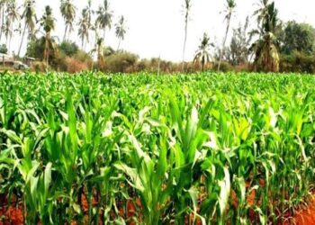 Agriculture : des producteurs de maïs reçoivent 50 000 Fcfa par hectare