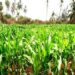Agriculture : des producteurs de maïs reçoivent 50 000 Fcfa par hectare
