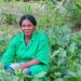 Découverte d&rsquo;une femme maraîchère à Sèmè-Podji : Ulriche Hontonnou, un exemple de résilience professionnelle