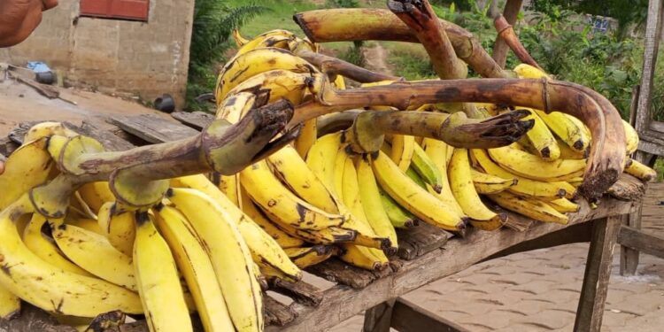 Banane plantain dans le Mono : Santé et tradition dans l&rsquo;assiette