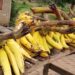 Banane plantain dans le Mono : Santé et tradition dans l&rsquo;assiette