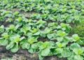 Production record de choux à Sèmè-Podji en 2026 : Isaac Agbanou expose sa technique