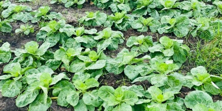 Production record de choux à Sèmè-Podji en 2026 : Isaac Agbanou expose sa technique